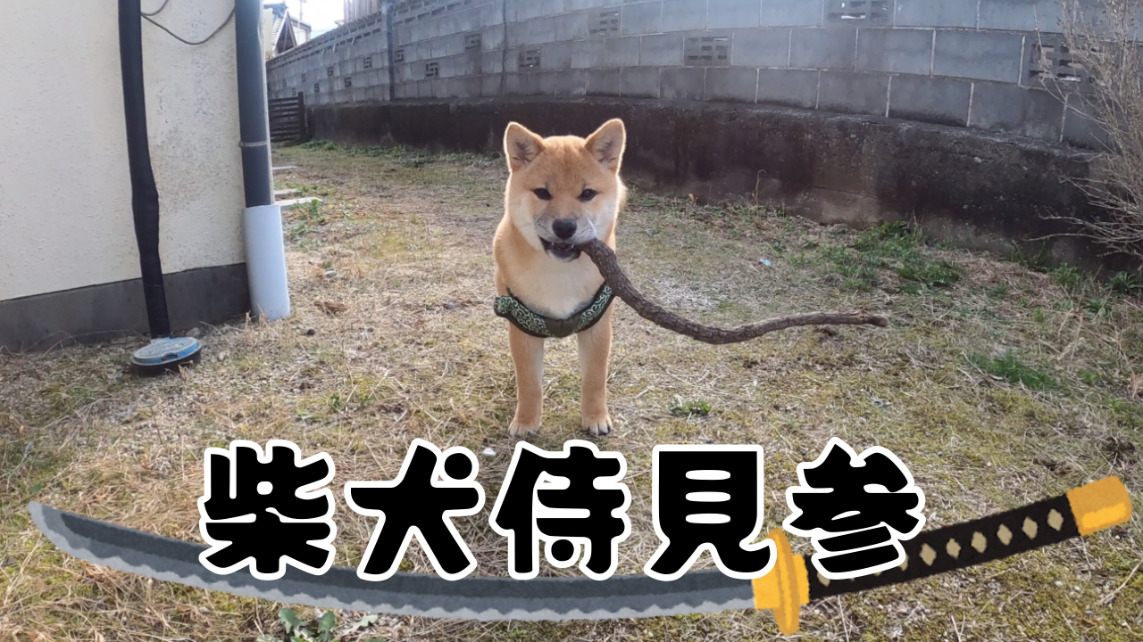 柴犬侍